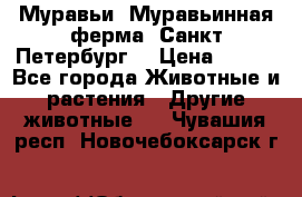 Муравьи, Муравьинная ферма. Санкт-Петербург. › Цена ­ 550 - Все города Животные и растения » Другие животные   . Чувашия респ.,Новочебоксарск г.